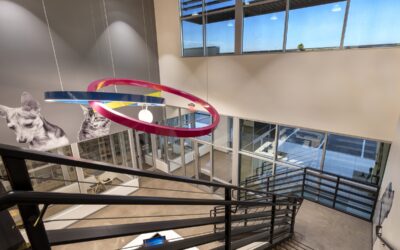 Free community clinic to provide microchips and tags for cats and dogs Feb. 6 at Heidi’s Village