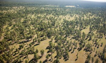 Terracon becomes 1st commercial customer to contribute to SRP’s Healthy Forest Initiative