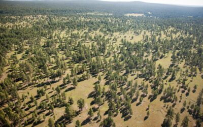 Terracon becomes 1st commercial customer to contribute to SRP’s Healthy Forest Initiative